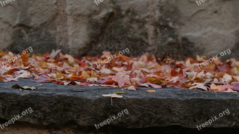 Autumn Nature Golden Autumn Leaves Trees