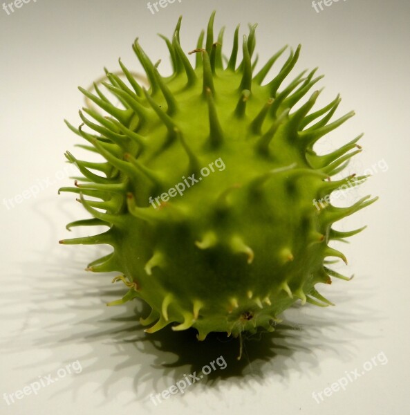 Chayote Prickly Spur Green Plant