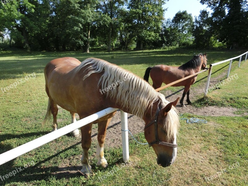 Horse Animal Nature For Two Free Photos