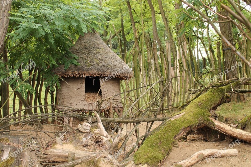 Cottage Strain Africa Forest Small House