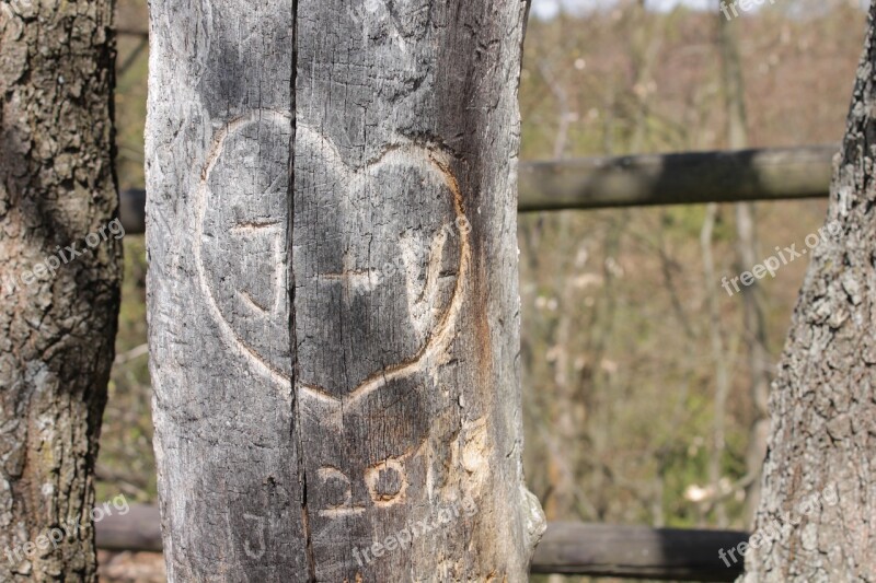 Love Tree Nature Wood The Bark Of The Tree