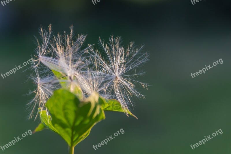 Blossom Bloom Fluff Backlighting Light