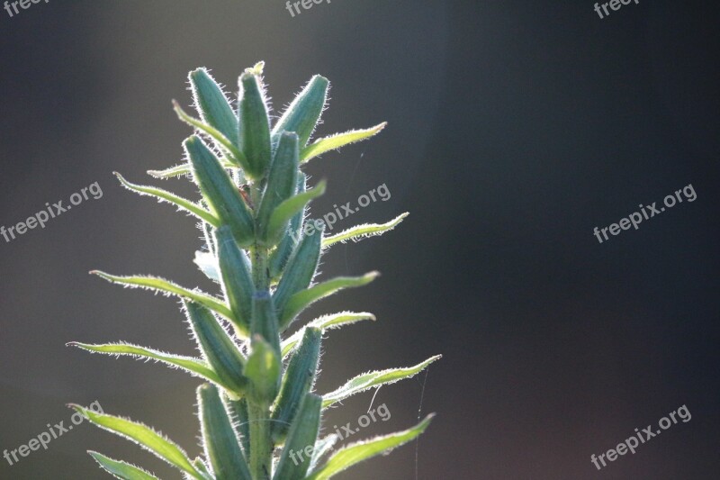 Plant Mullein Autumn Morning Light Free Photos