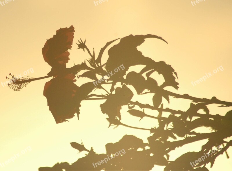 Flower Leaf Landscape Green Garden