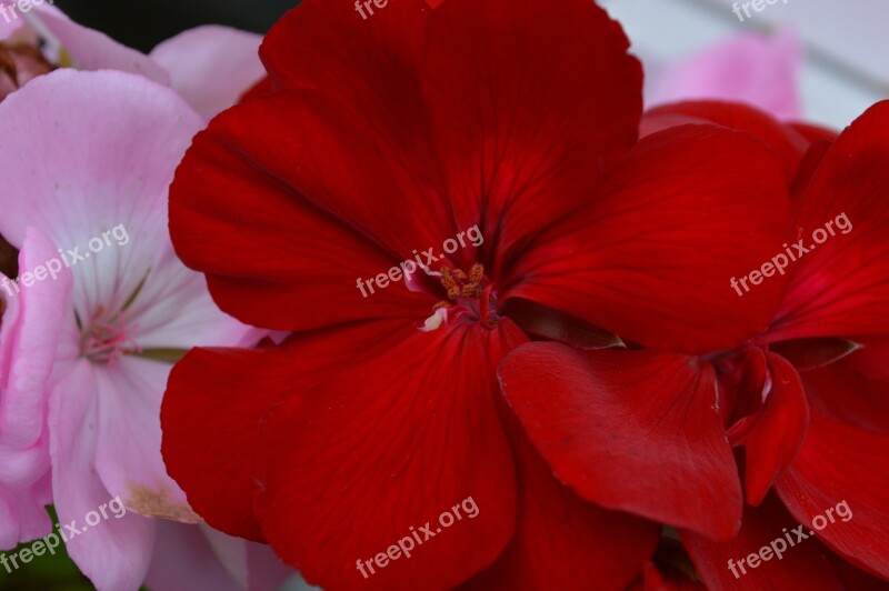 Geranium Closeup Flower Flowers Pink