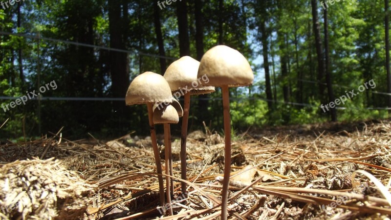 Wild Mushroom Growing Forest Nature