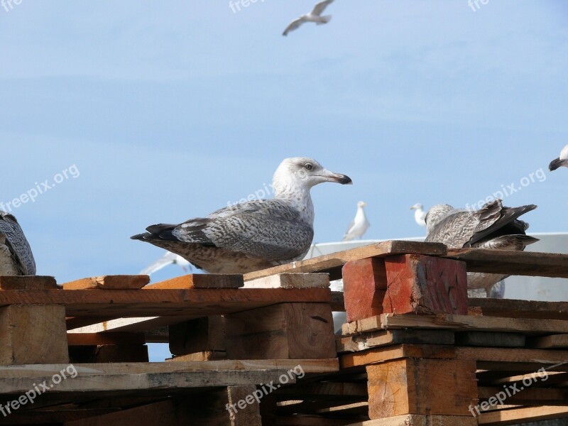 Seagull Scheveningen Bird Free Photos