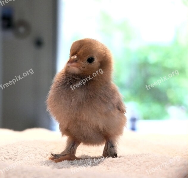 Chick Spring Free Photos