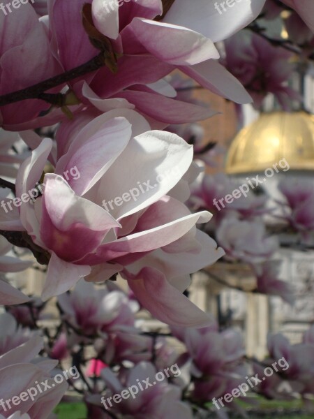 Kraków Poland Flowers Magnolias Free Photos