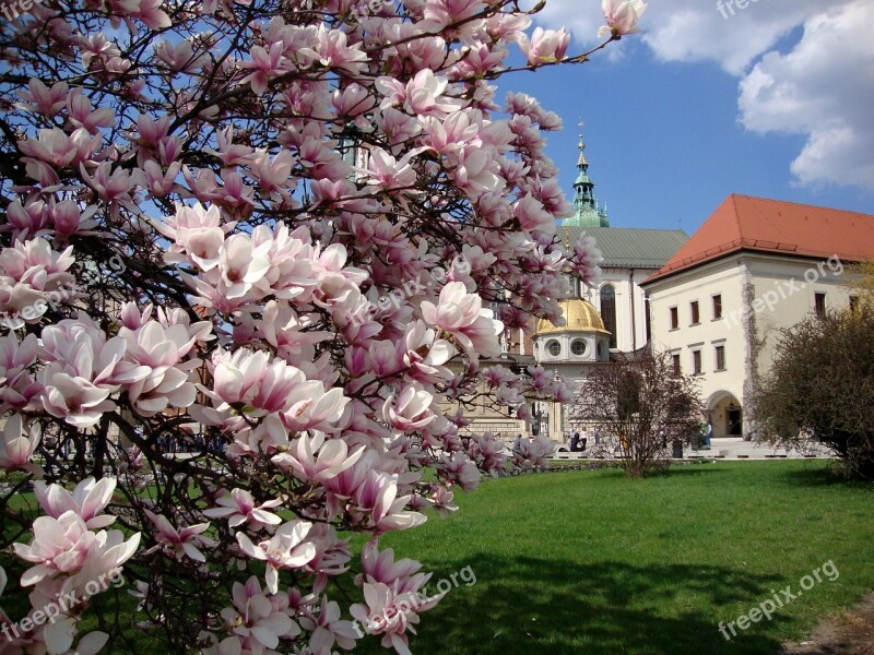 Kraków Poland Flowers Magnolias Spring