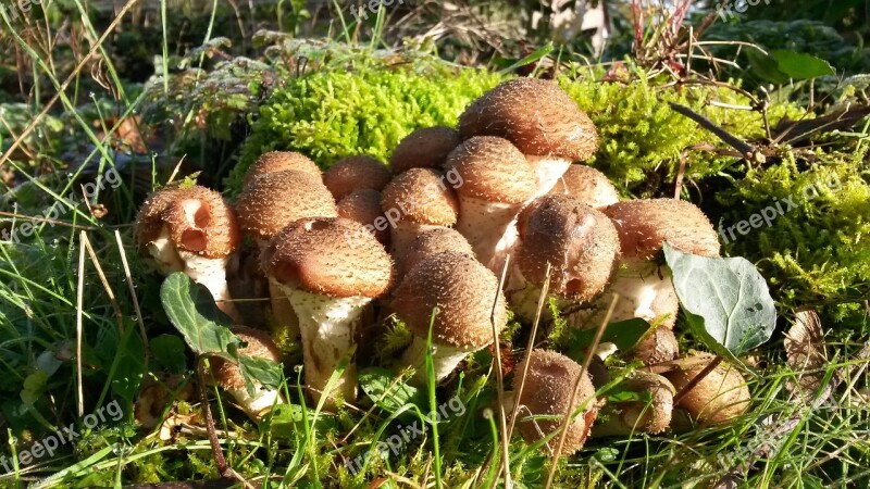 Mushrooms Autumn Seasons Forest Mushrooms Free Photos