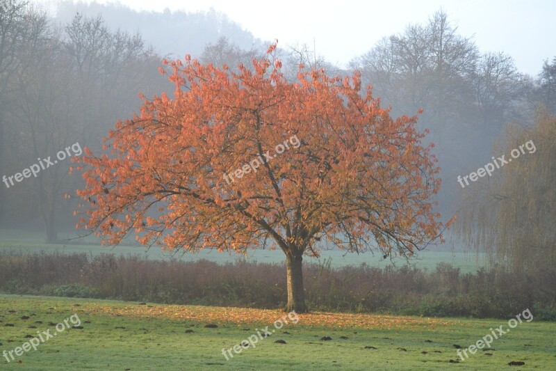 Tree Colors Fall Fall Landscape Colors