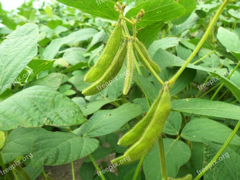 Soy Pods Green Grain Food