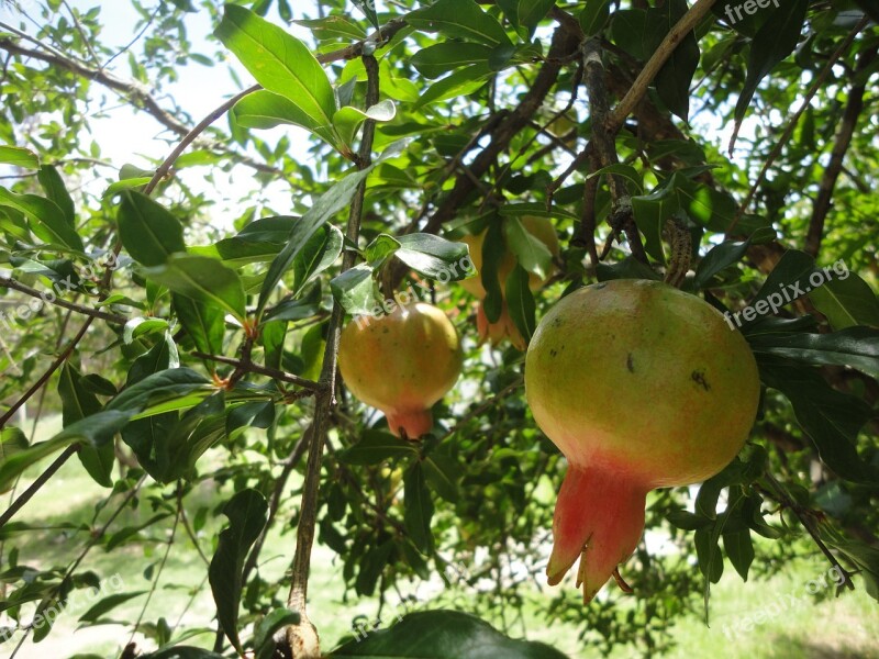 Granada Fruit Food Red Nature