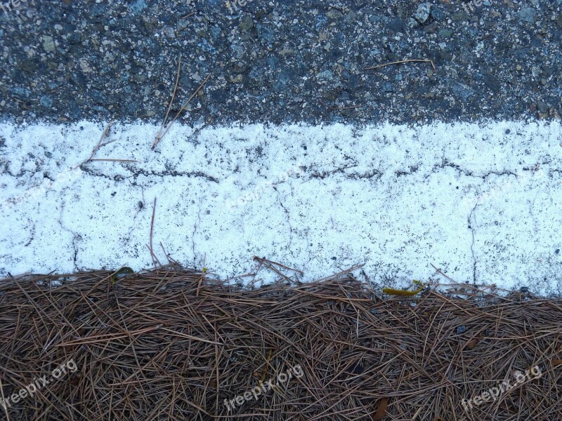 Textures Asphalt Pine Needles Online Free Photos