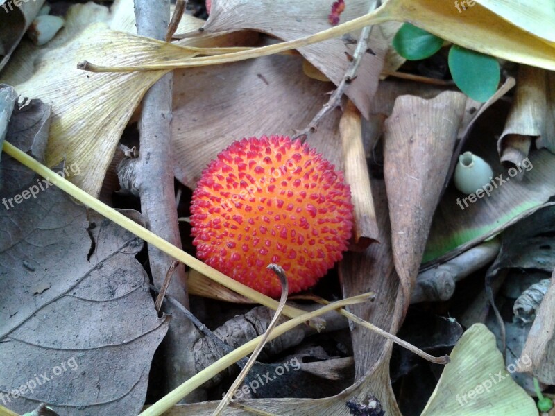 Arbutus Autumn Strawberry Tree Free Photos