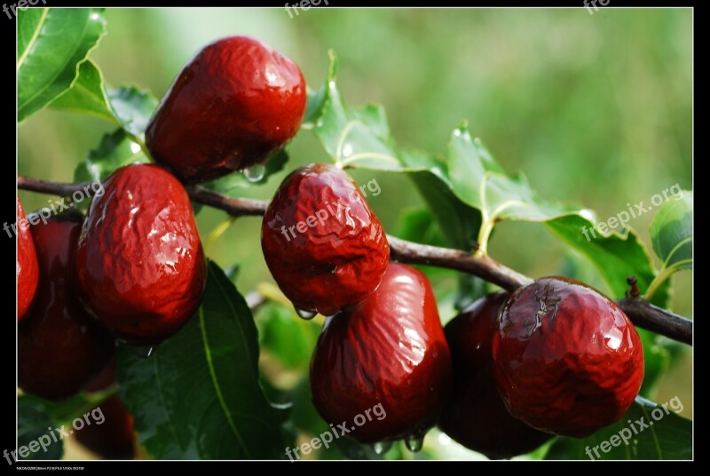 Jujube Red Dates Xinjiang Jujube Food Free Photos