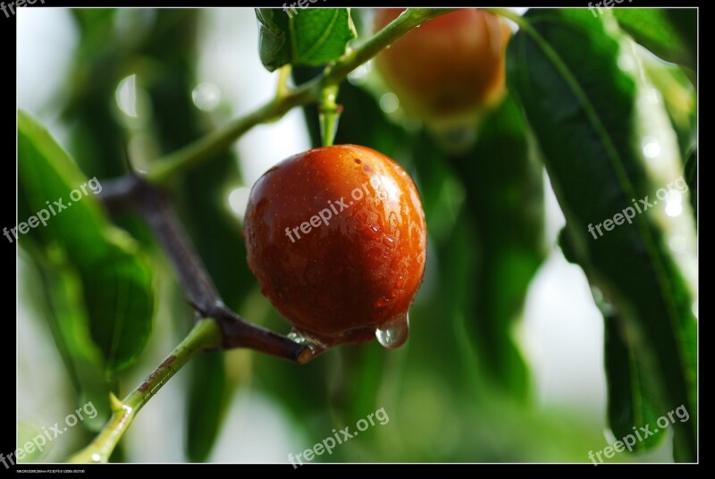 Jujube Red Dates Xinjiang Jujube Food Free Photos