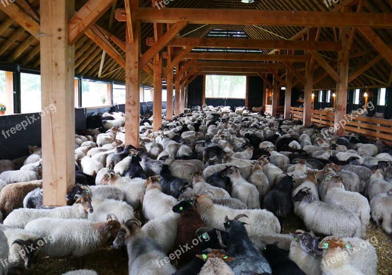 Sheep Black Sheep Stable Sheepfold Barn