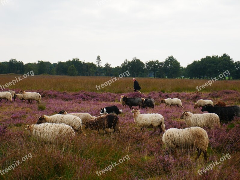 Sheep Shepherd Lamb Hei Heide