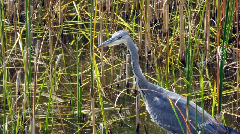 Heron Grey Heron Bird Hunter Fish