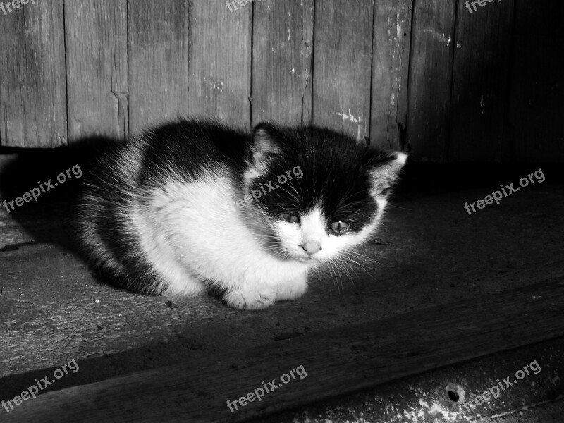 Cat Kitten Kitty Pet Cute