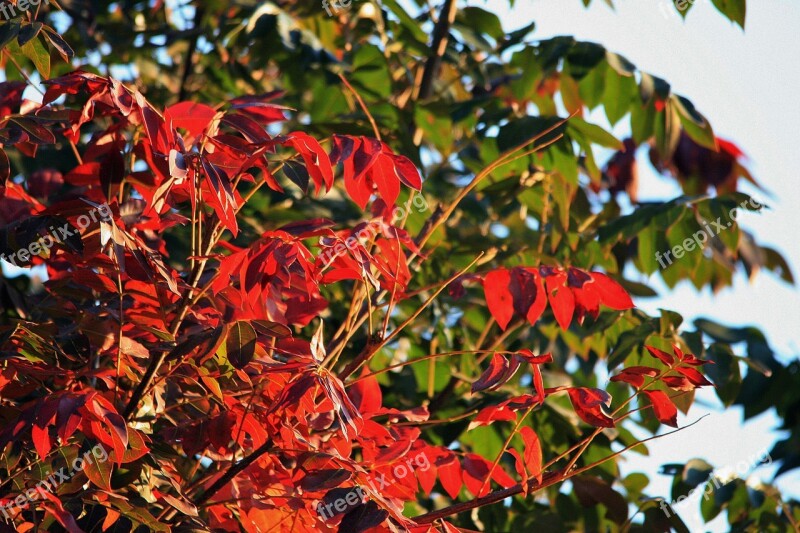 Cape Ash Leaves Tree Leaves Red New