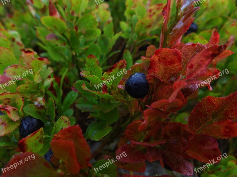 Macro Blueberries Bilberry Forest Garden