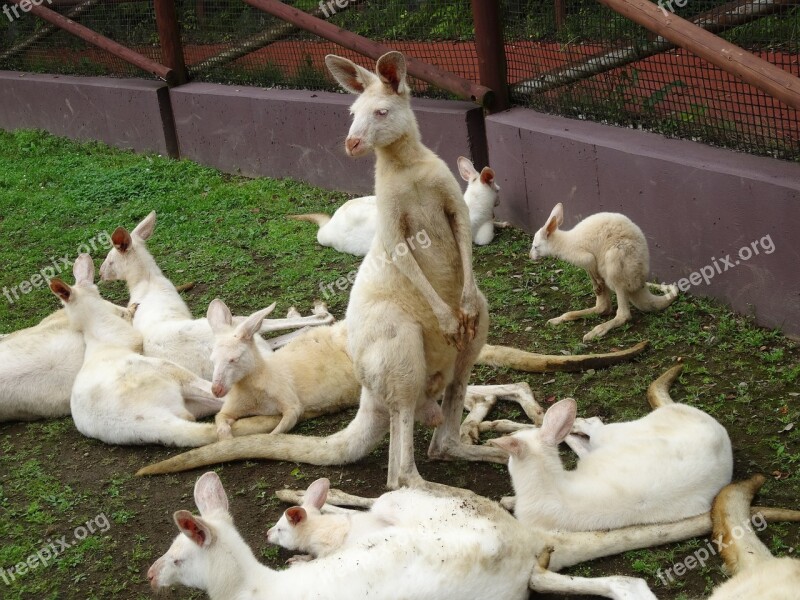 Kangaroo Fuji Safari Park White Zoo White Kangaroo