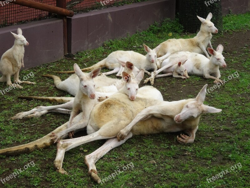 Kangaroo Fuji Safari Park White Kangaroo Family Zoo