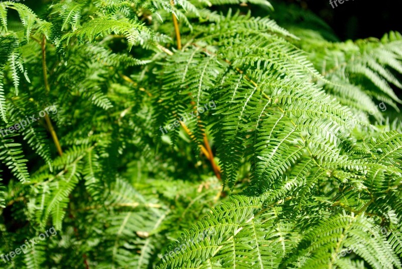 Fern Plant Lush Green Vegetation