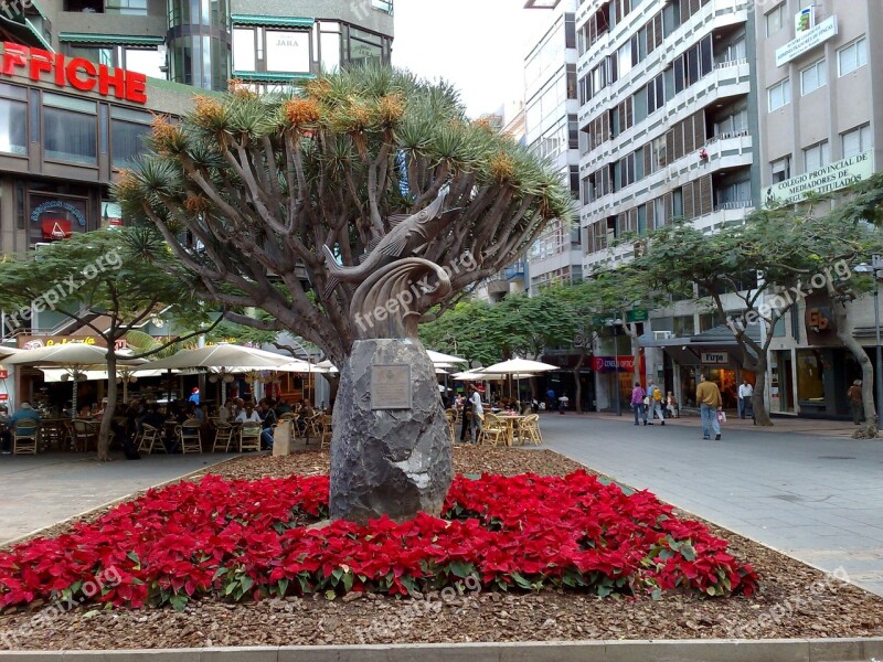 Canary Islands Tenerife City Tree Downtown