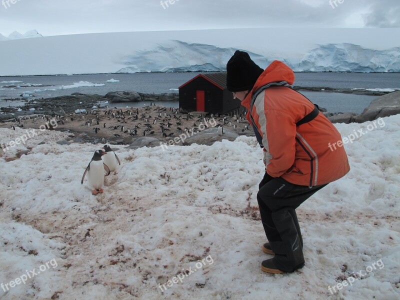 Antarctica Penguins Animals Tourism Wilderness