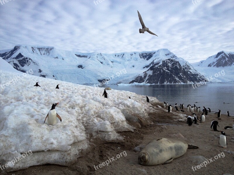 Antarctica Penguins Animals Tourism Wilderness