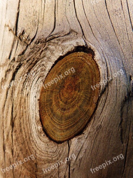 Wood Knot Trunk Texture Pine