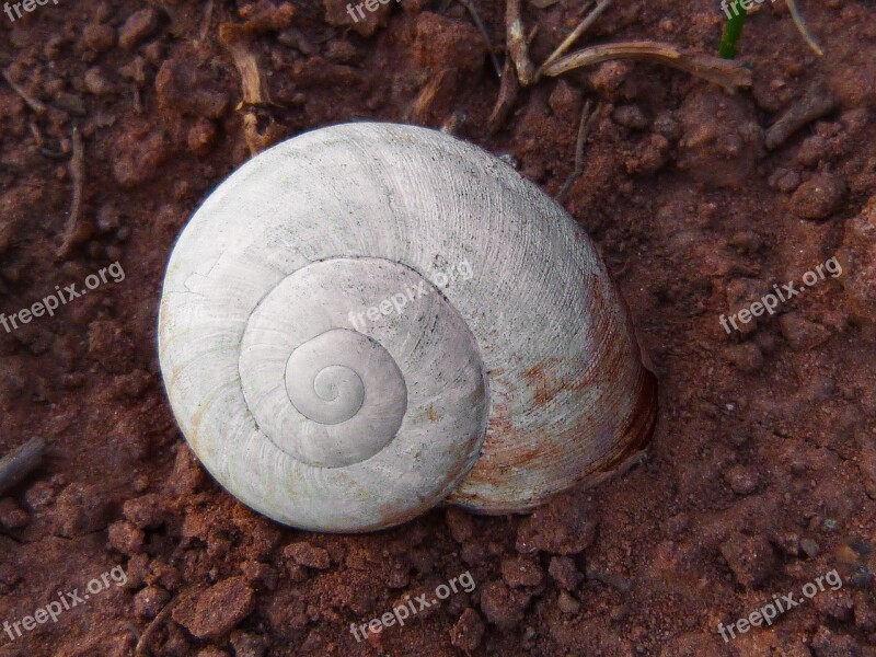 Snail White Spiral Sand Free Photos