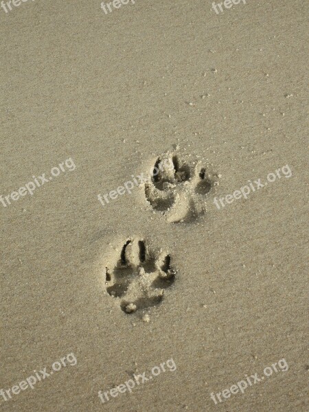 Sand Paw Paw Print Beach Dog Paw