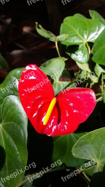 Flowers Nature Red Flora Warmth