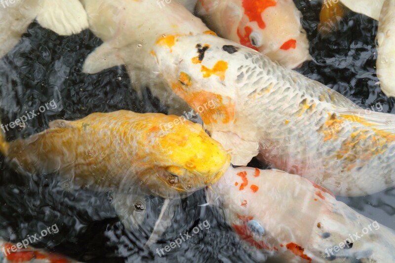 Koi China Wind Water Free Photos