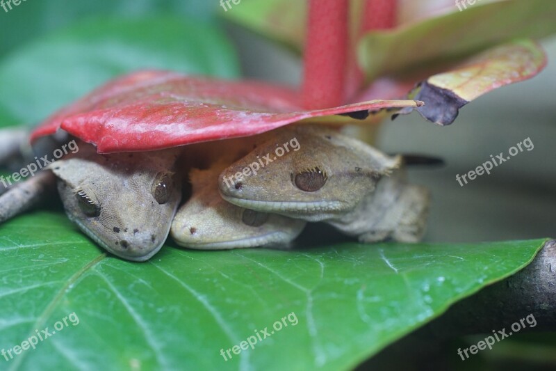 Crown Gecko Reptile Diurnal Gecko Free Photos