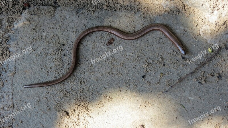 Slow Worm Reptile Lizard Shiny Insect Eater