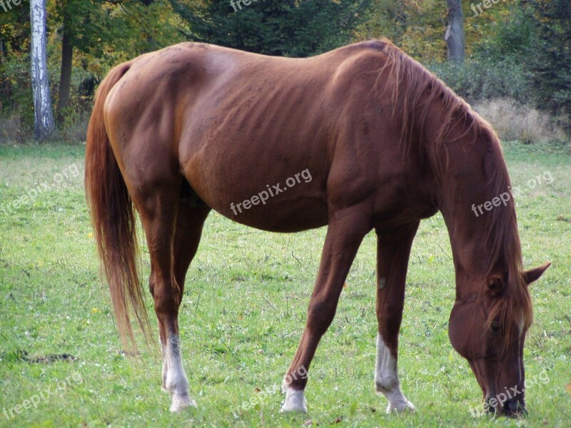 Animal Horse Brown Horse Grazing Horse Free Photos