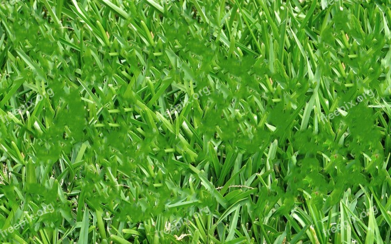 Meadow Rush Grass Leaves Nature