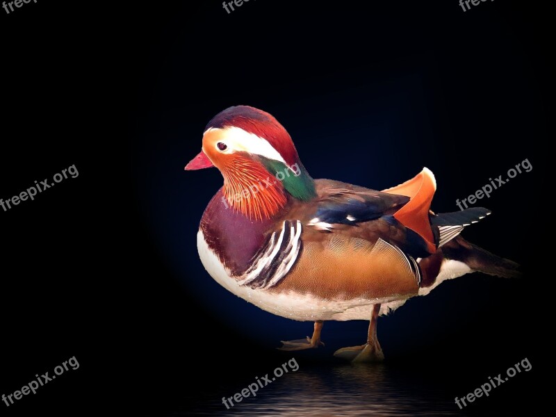 Mandarin Ducks Duck Animal Water Bird Colorful