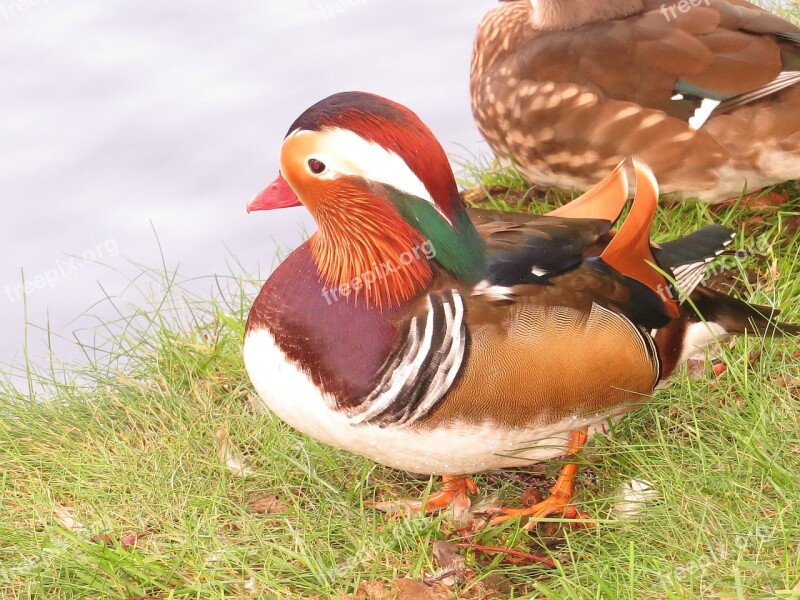 Mandarin Ducks Duck Animal Water Bird Colorful