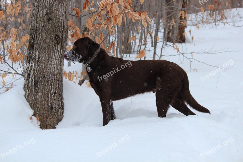 Dog Labrador Brown Chocolate Free Photos