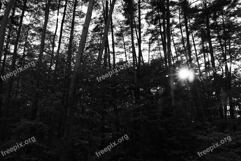 Trees Sunbeams Backlight Black And White Free Photos