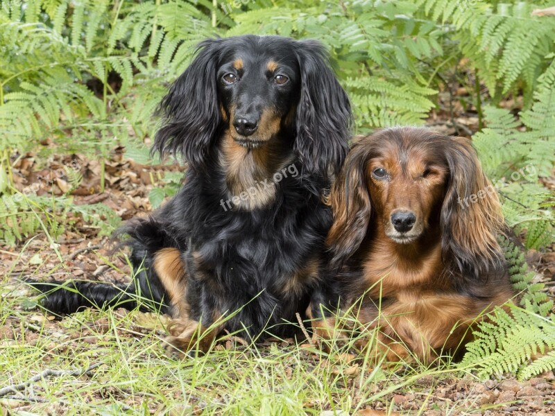 Dachshunds Pets Dog Dogs Barking