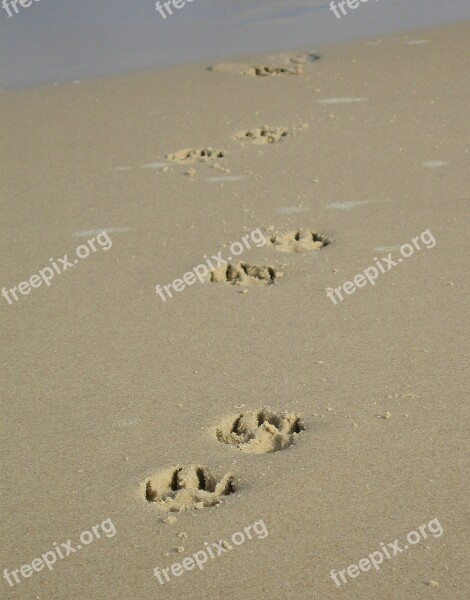 Sand Paw Paw Print Beach Dog Paw