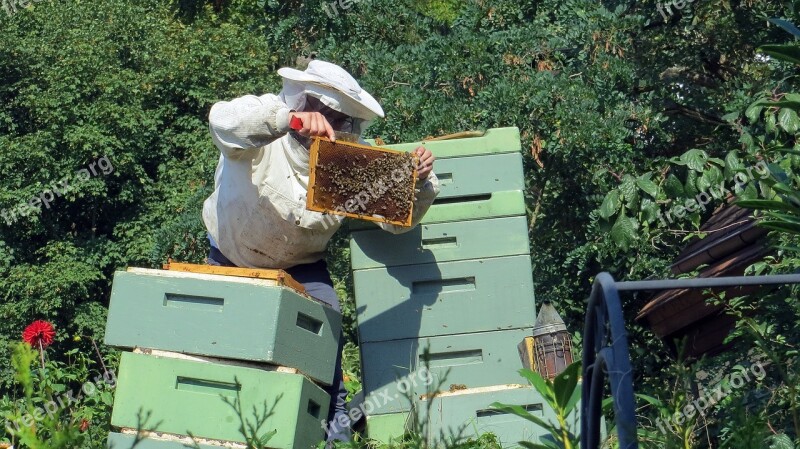 Beekeeper Bees Insect Beehive Nature